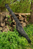 Carplife Eclipse Camo 10 Single Rod Sleeve